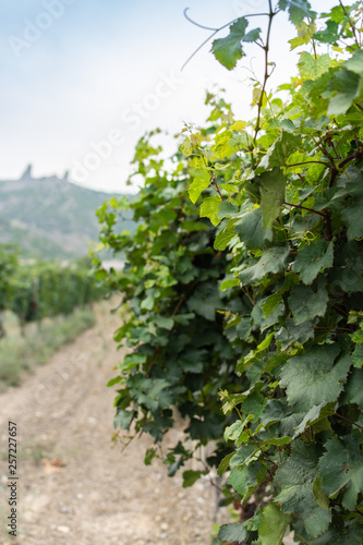 Vineyards in the hot summer, view of the mountains and vineyards