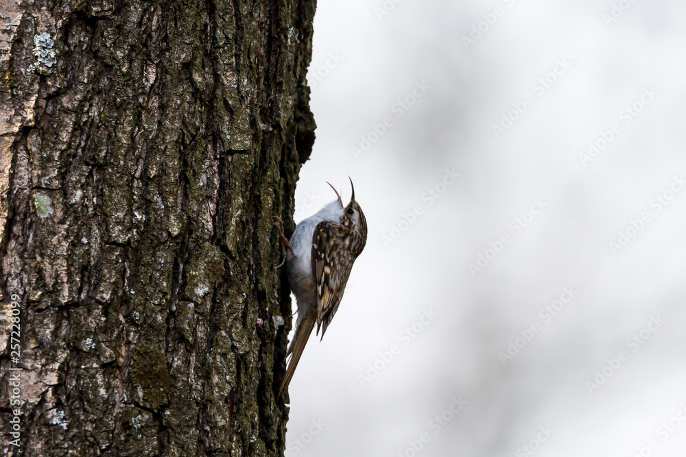 Pełzacz leśny (Certhia familiaris) Pełzacz leśny (Certhia familiaris)