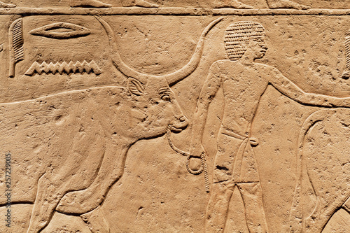 Man with bull on relief, offering scene of ancient Egypt, made at 2300 BC, saved by Carlsberg Glyptotek photo