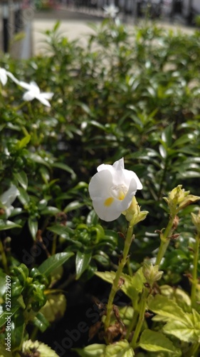 garden flowers that bloom white