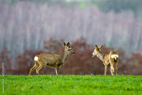 Sarny (Capreolus) na polu