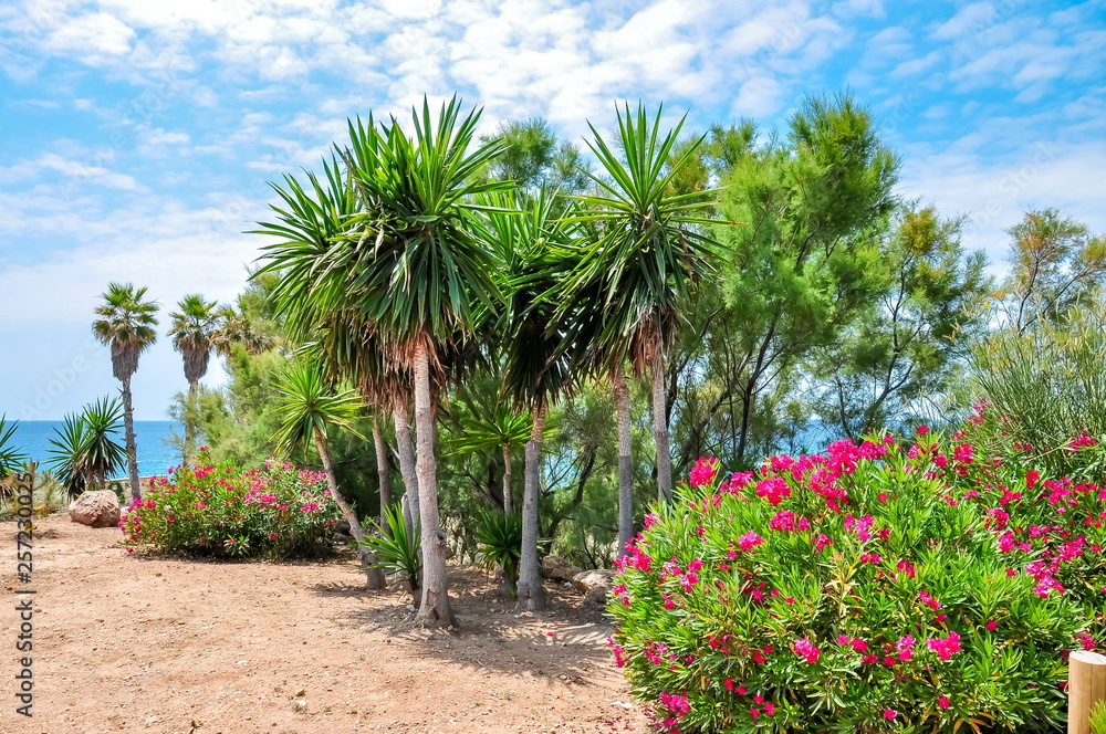 Palm trees and flowers on Tarragona sea promenade, Spain
