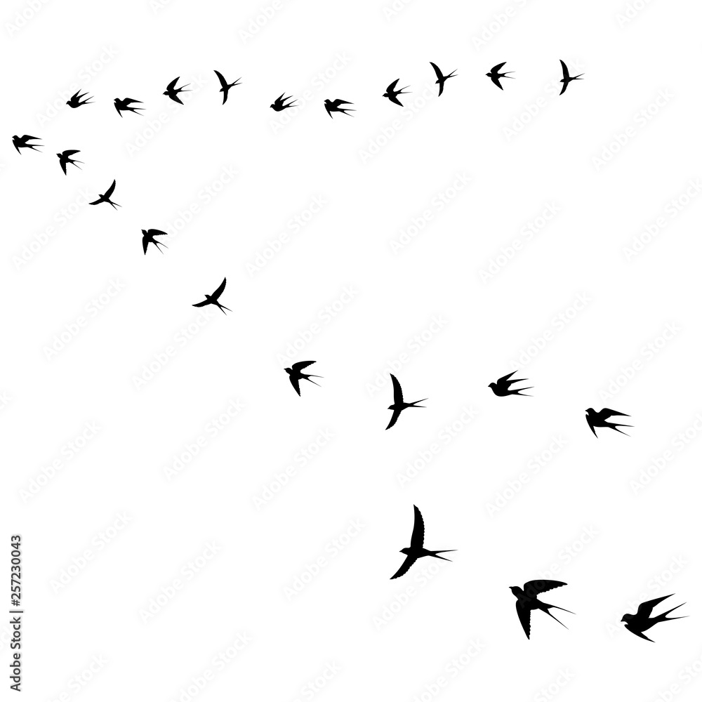 Obraz premium birds fly icon