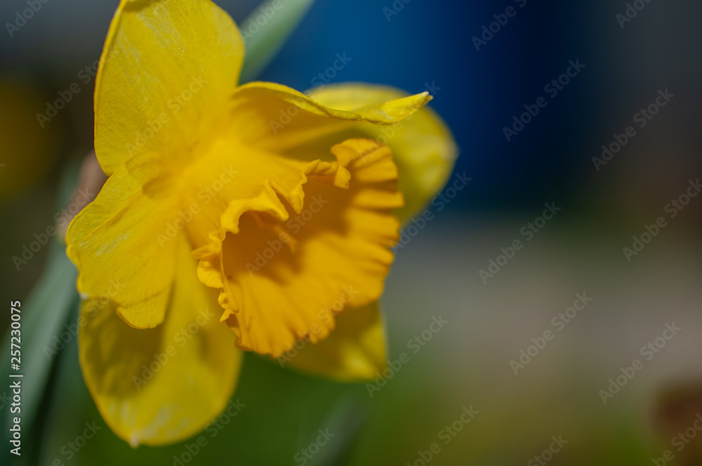 yellow flower