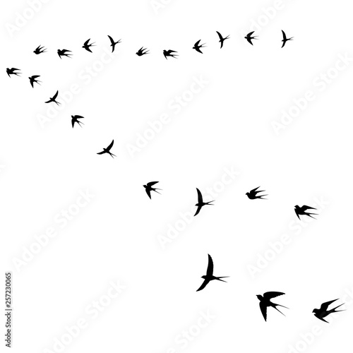 birds fly icon © elisabetaaa