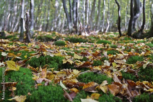 Blätter und Moos auf dem Wald Boden