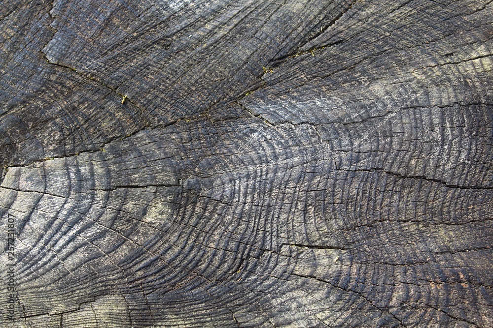 Fototapeta premium Holzstruktur