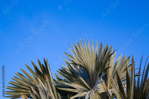 Palm tree in the background of a clear blue sky. Background for inserting an image or text on a theme - tourism  travel and leisure. Natural background