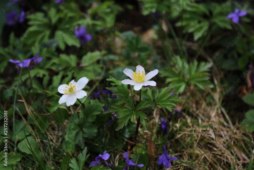 Anemonen und Veilchen