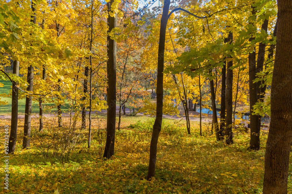Yellow trees in autumn park Yellow trees in autumn park