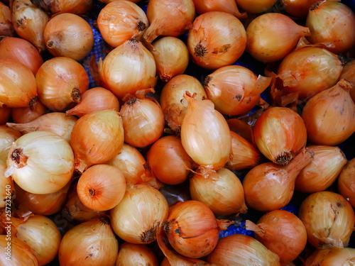 organic onion garlic in Myanmar market,Asia onion farm