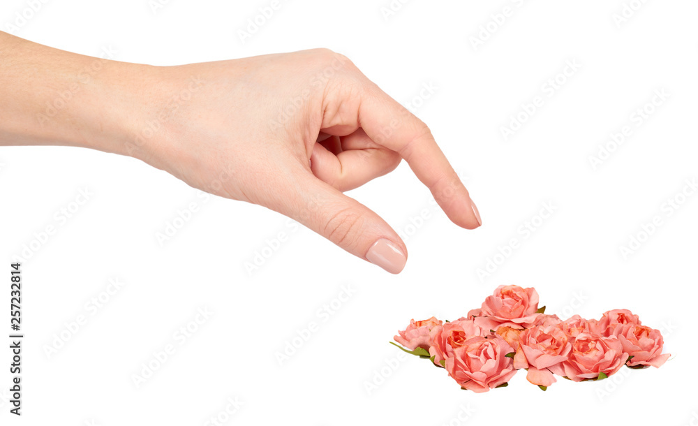 Hand with blooming pink flowers, decorative plant, romantic mood. Hand with blooming pink flowers, decorative plant, romantic mood.