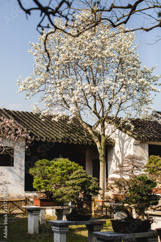 Balade dans l'un des jardins traditionnels de Suzhou - Chine photo