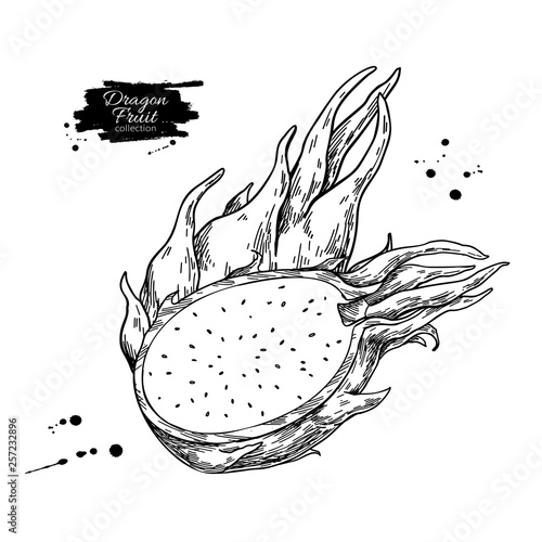 Dragon fruit vector drawing. Hand drawn tropical food illustration. Engraved summer dragonfruit