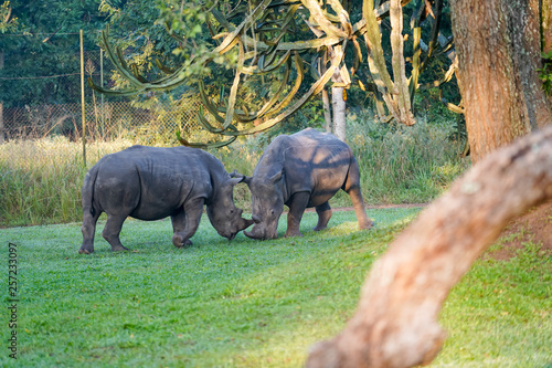 Rhino in Ziwa Park