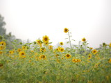 sunflower field of nature background