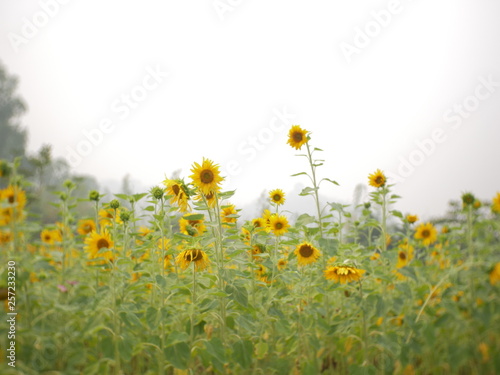 sunflower field of nature background © amonphan