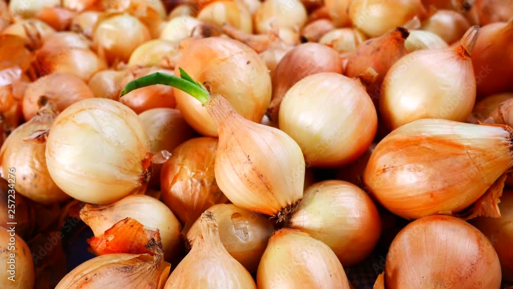 organic onion farm,Asia food