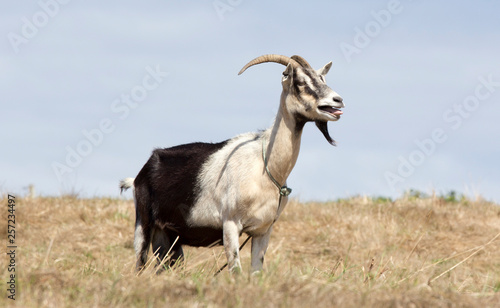 view of a goat in a garden in Europe