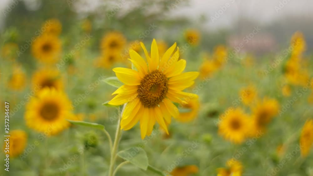 field of sunflowers summer background field of sunflowers summer background
