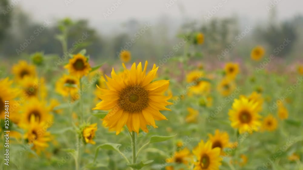 field of sunflowers summer background field of sunflowers summer background