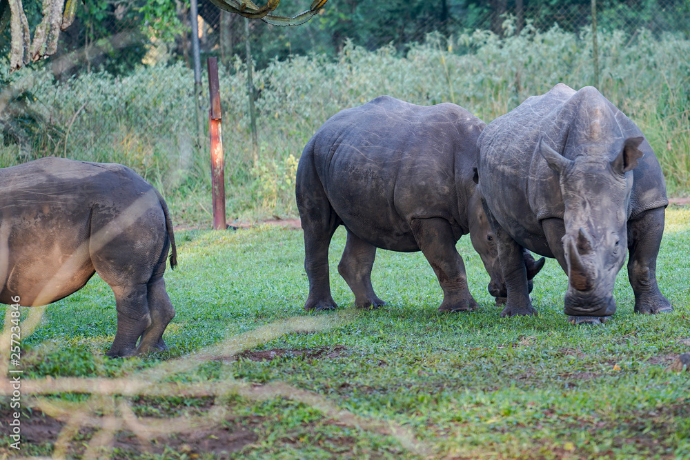 Obraz premium Rhino in Ziwa Park