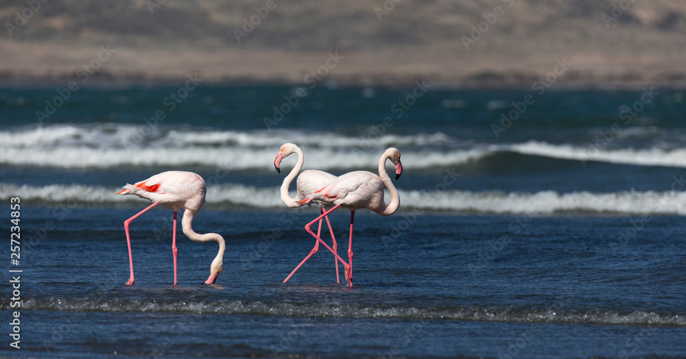 Three pink flamingo birds