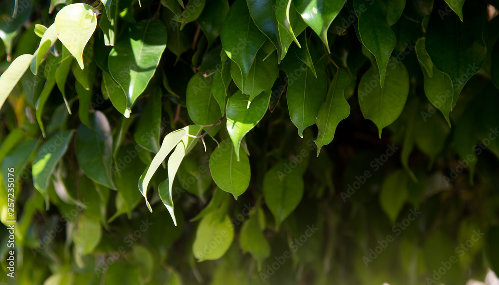 Obraz premium Texture of bright green leaves. Summer vegetative background. Natural summer and spring background. Copy space.