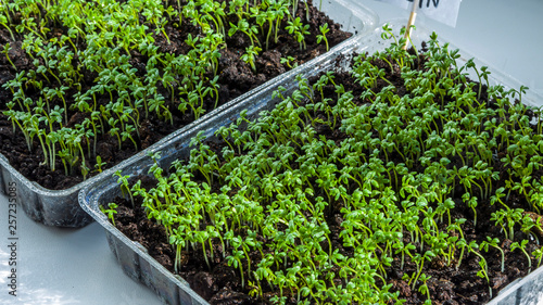 Lettuce grows on the windowsill. Organic plant growing-image