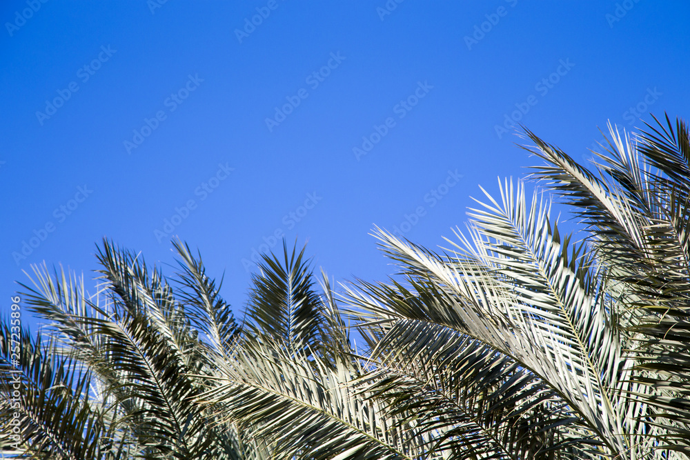 Palm tree in the background of a clear blue sky. Background for inserting an image or text on a theme - tourism, travel and leisure. Natural background Palm tree in the background of a clear blue sky. Background for inserting an image or text on a theme - tourism, travel and leisure. Natural background