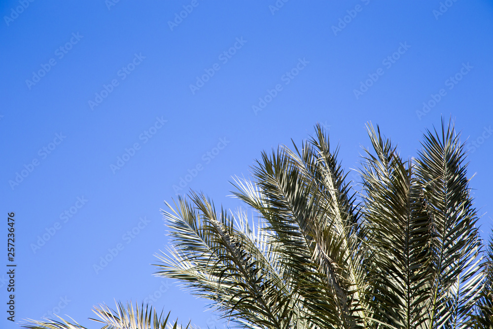 Palm tree in the background of a clear blue sky. Background for inserting an image or text on a theme - tourism, travel and leisure. Natural background Palm tree in the background of a clear blue sky. Background for inserting an image or text on a theme - tourism, travel and leisure. Natural background