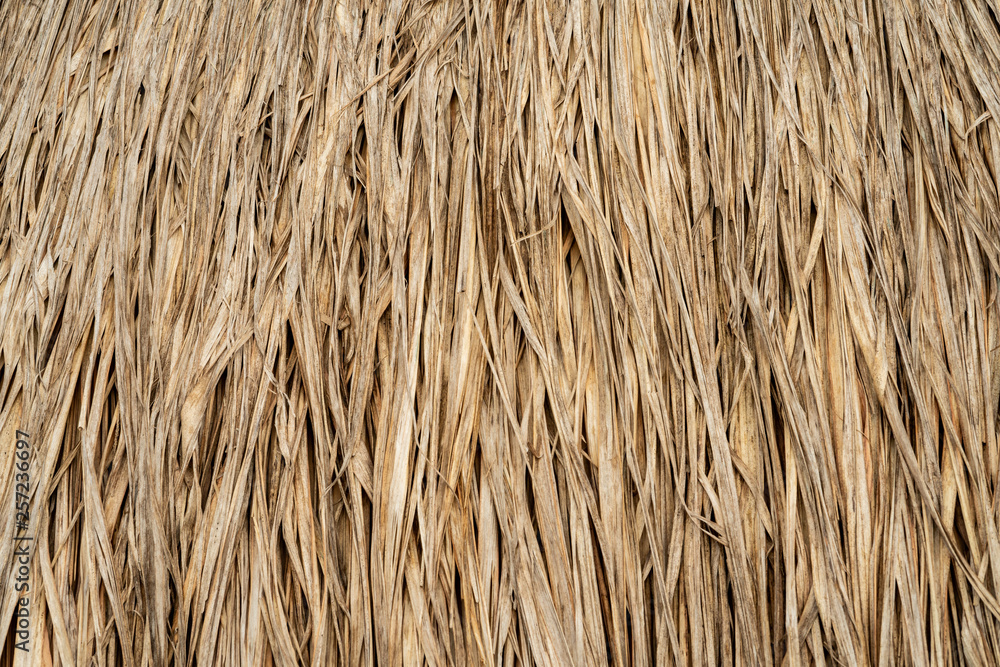 Background or texture of dries straw wall.Dry, loose straw in the sunlight in close-up. Background or texture of dries straw wall.Dry, loose straw in the sunlight in close-up.