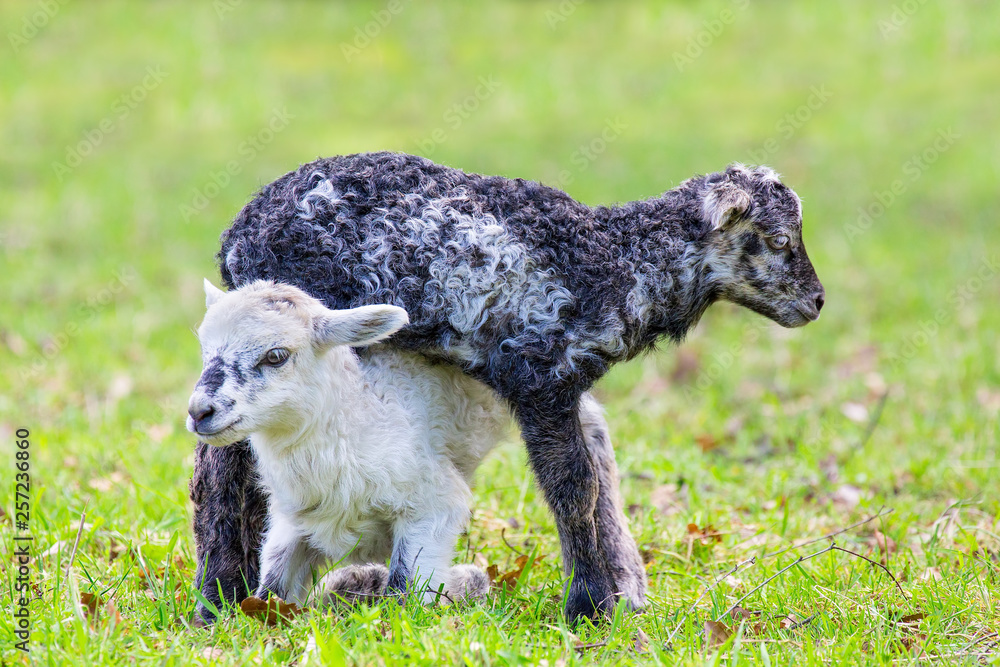 Two newborn lambs play together in green meadow Two newborn lambs play together in green meadow