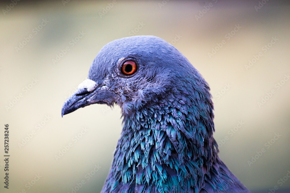 Pigeon Pigeon