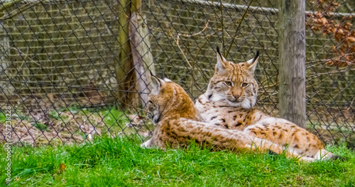 Photography two Eurasian lynxes laying together in the grass, Wild cats from Eurasia