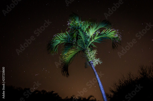 Shot of a Single Palm Tree at Night in Hawaii - with a Sky Full of Stars in the Background
