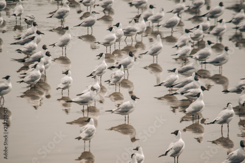 flock of seagulls on the beach