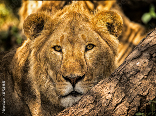 The consciousness of the reign 