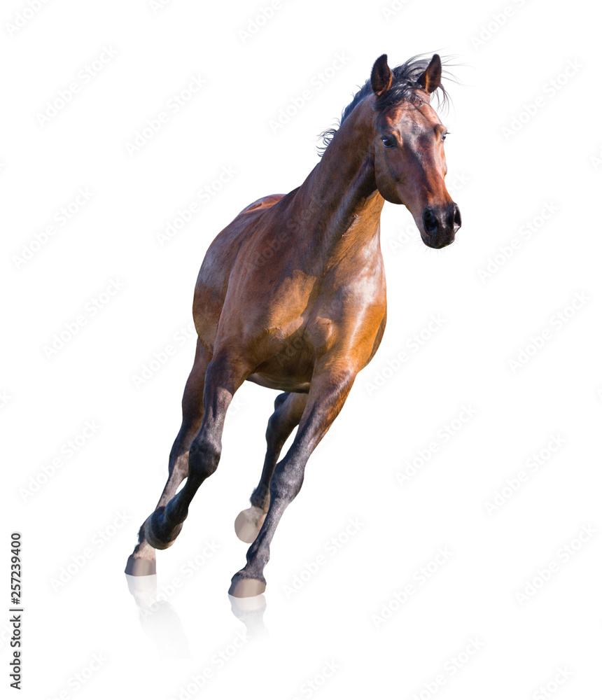 Obraz premium Bay horse runs isolated on white background