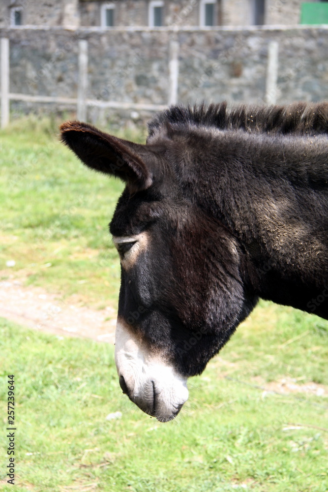 Fototapeta premium Animal