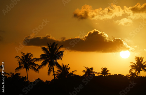 tropical landscape of coconut trees silhouette during sunset