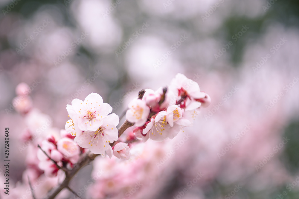 Close up of pink Cherry Blossoms flowering Close up of pink Cherry Blossoms flowering