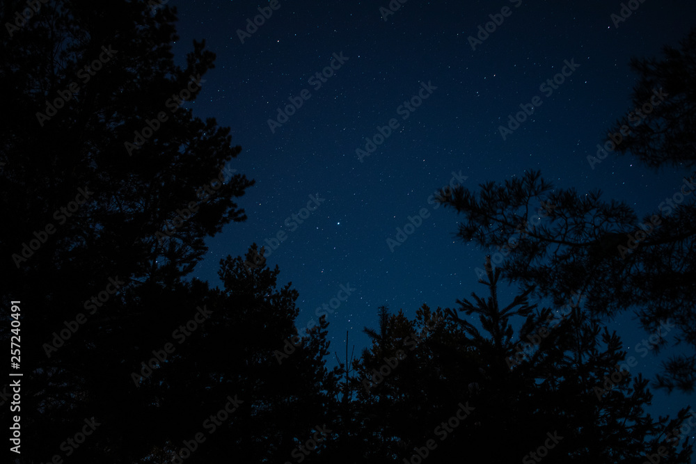 tree and stars tree and stars