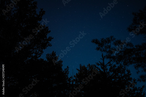 tree and stars © Сергей Медведев