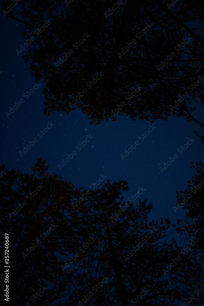 Fototapeta premium tree and stars