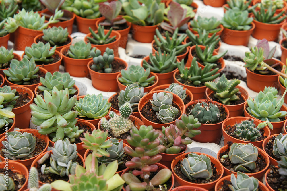 Selected focused on a group of small and colourful cactus planted in small plastic pots. The cactus will be used as indoor decoration. Sale to the customer as income for farmers.   