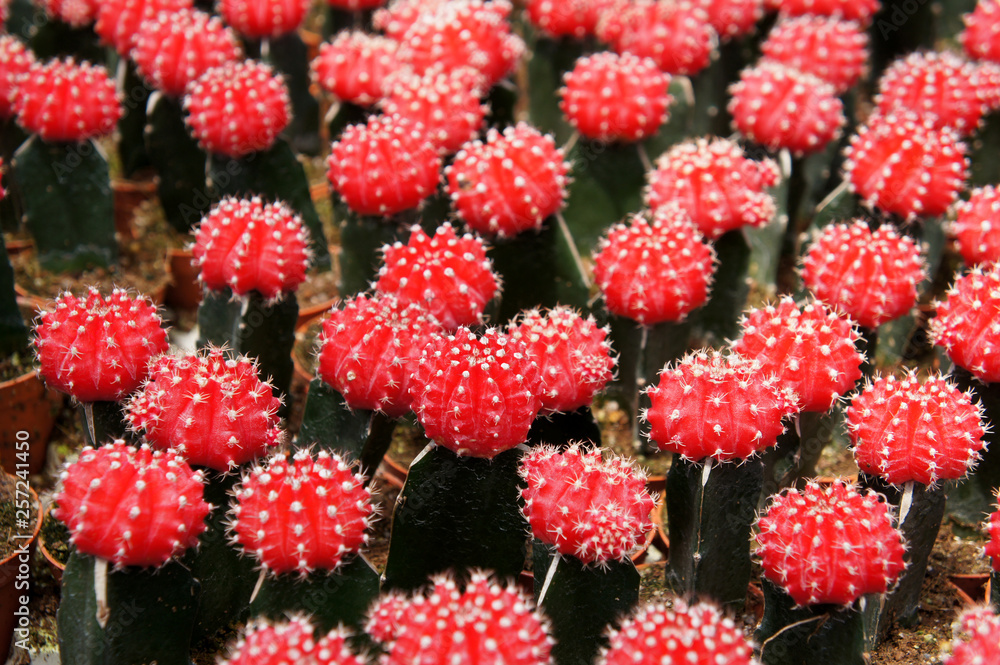 Selected focused on a group of small and colourful cactus planted in small plastic pots. The cactus will be used as indoor decoration. Sale to the customer as income for farmers. Selected focused on a group of small and colourful cactus planted in small plastic pots. The cactus will be used as indoor decoration. Sale to the customer as income for farmers.
