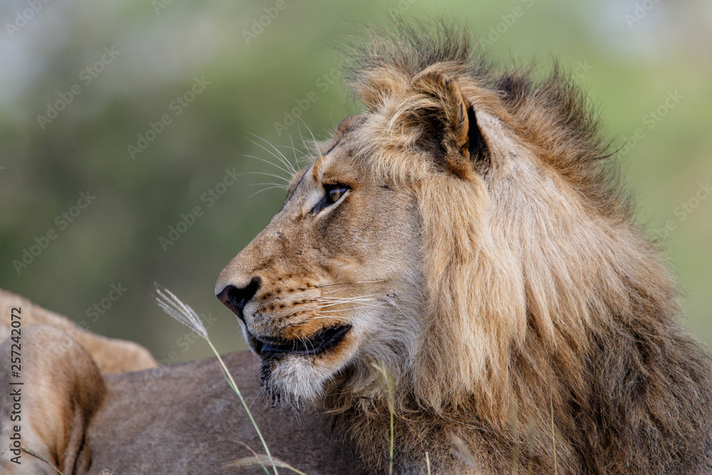 Portrait of a male lion in Sabi Sands Game Reserve in the Greater Kruger Region in South Africa Portrait of a male lion in Sabi Sands Game Reserve in the Greater Kruger Region in South Africa