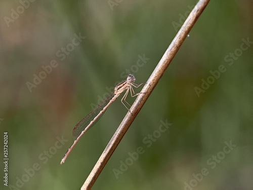 Wallpaper Mural Winter Damselfly perched in some bushes, near the town of Almansa, Spain Torontodigital.ca