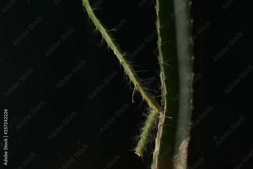 cactus plant in a dark background